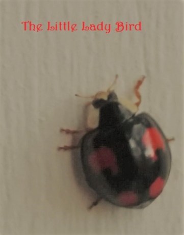 little-lady-bird-pic